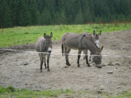 087_tiere_esel 2